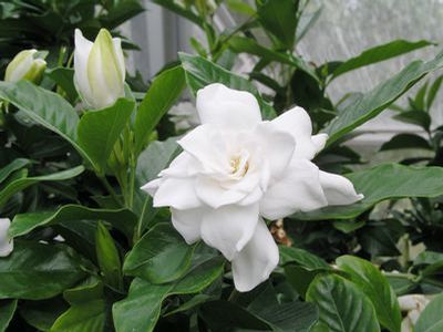 August Beauty Gardenia