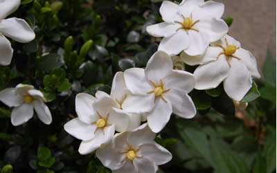 Daisy Hardy Gardenia - Kleims