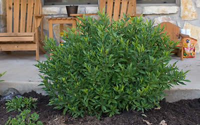 Frost Proof Gardenia