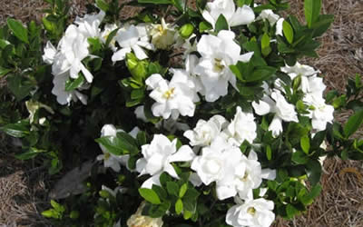 Jubilation Gardenia - 2 Gallon - Shrub - Shrubs for Summer Color | Gardener  Direct