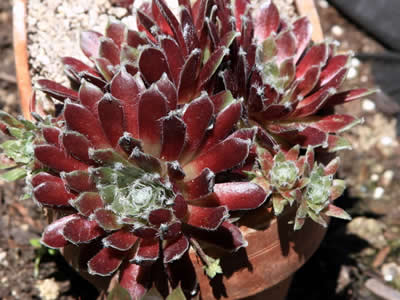 Sempervivum 'Jade Rose' - Jade Rose Hen And Chicks - 10 Count Flat - 4. ...