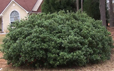 Dwarf Burfordi Holly