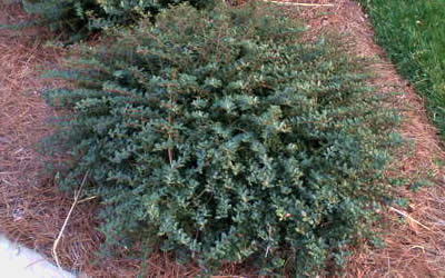 Heleri Holly