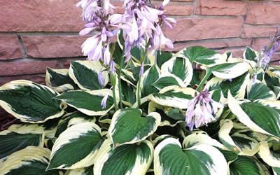 Patriot Hosta Lily