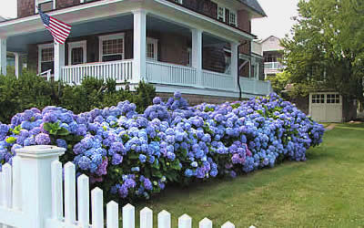 Endless Summer Blue Hydrangea