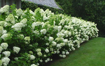 Limelight Hydrangea