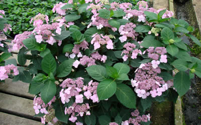 Twist N Shout Hydrangea