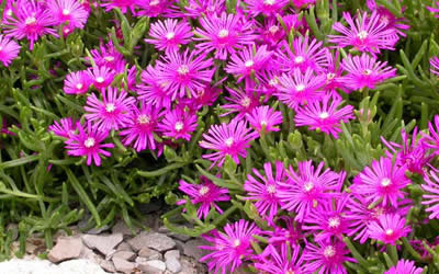 Purple Hardy Ice Plant