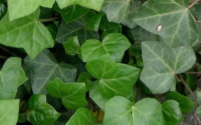 English Ivy