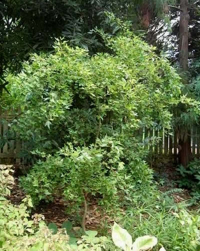 Angyo Weeping Trident Maple