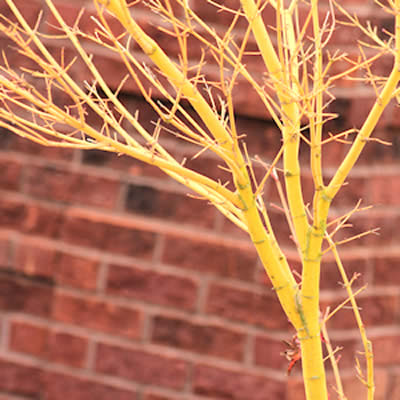 Bihou Golden Bark Japanese Maple