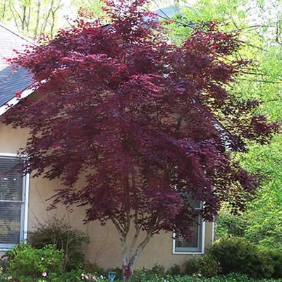 Bloodgood Japanese Maple tree