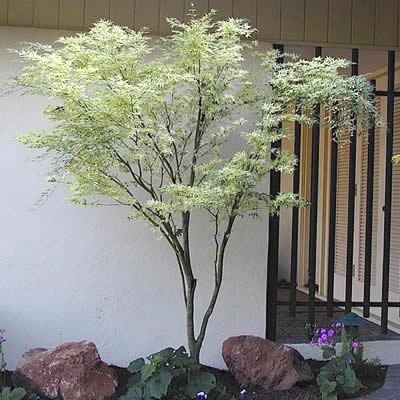 Butterfly Japanese Maple