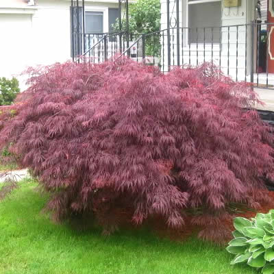 Crimson Queen Japanese Maple