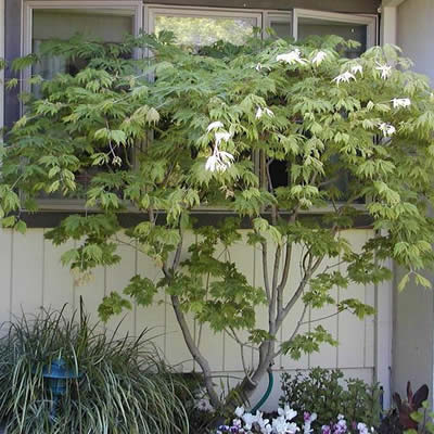 Dancing Peacock Full Moon Japanese Maple