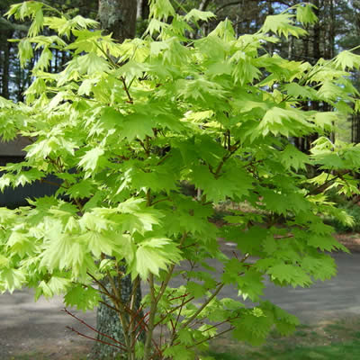 Emmett's Pumpkin Full Moon Japanese Maple