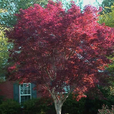 Emperor 1 Japanese Red Maple