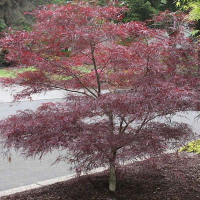 Enkan Japanese Maple