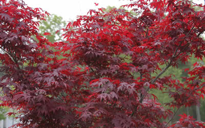 Fireglow Japanese Maple