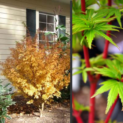 Fjellheim Dwarf Coral Bark Japanese Maple