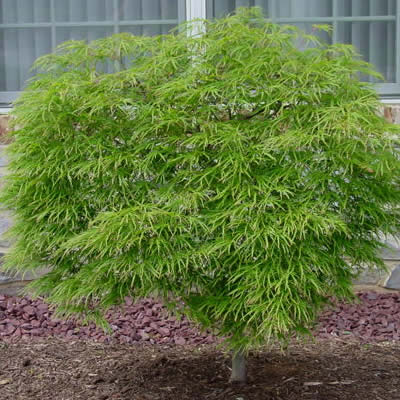 Green Cascade Full Moon Japanese Maple