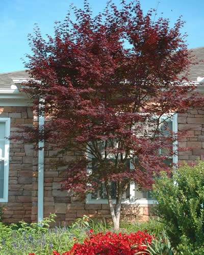 Hefner's Red Japanese Maple