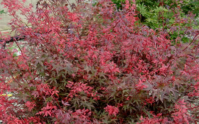 Hime Shojo Japanese Maples