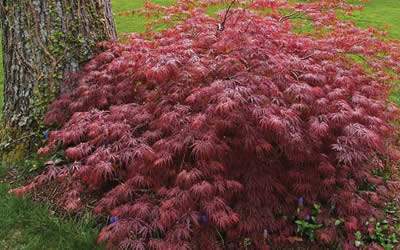 Inaba Shidare Japanese Maple