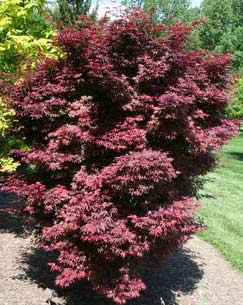 Kandy Kitchen Japanese Maple