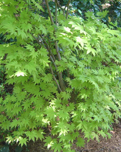 Moonrise Full Moon Japanese Maple