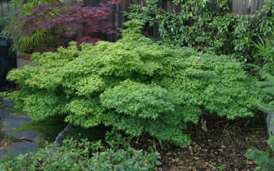 Murasaki Kiyohime Japanese Maple