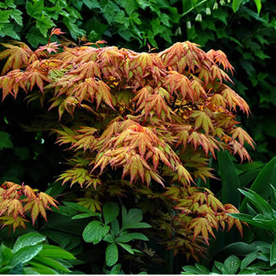 Orange Dream Japanese Maple