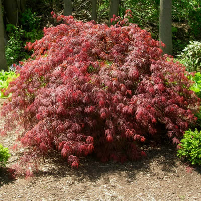 Orangeola Japanese Maple