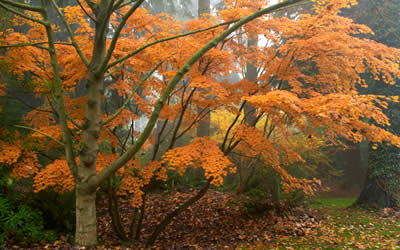 Palmatifolium Full Moon Japanese Maple