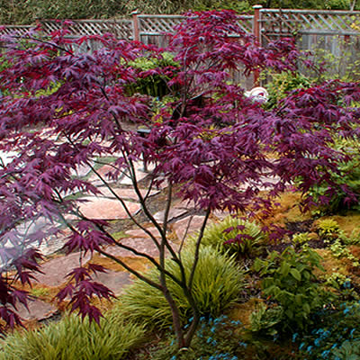 Purple Ghost Japanese Maple