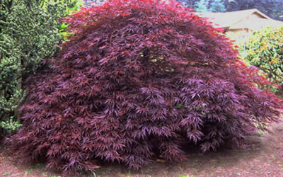 Red Dragon Japanese Maple