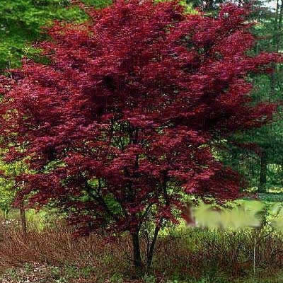 Red Emperor Japanese Maple