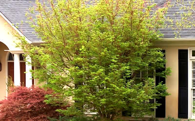 Sango Kaku Coral Bark Japanese Maple in spring