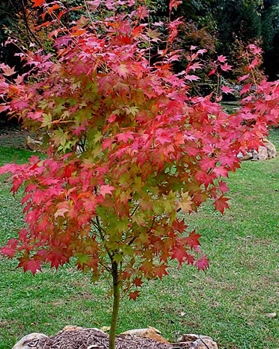 Satsuki Beni Japanese Maple