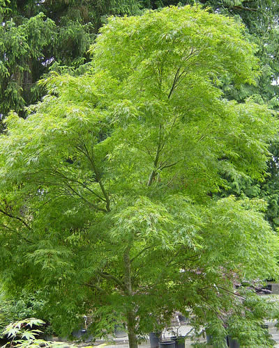 Seiryu Japanese Maple