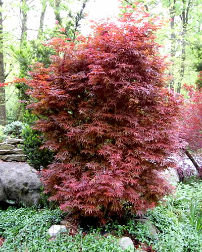 Skeeter's Broom Japanese Maple