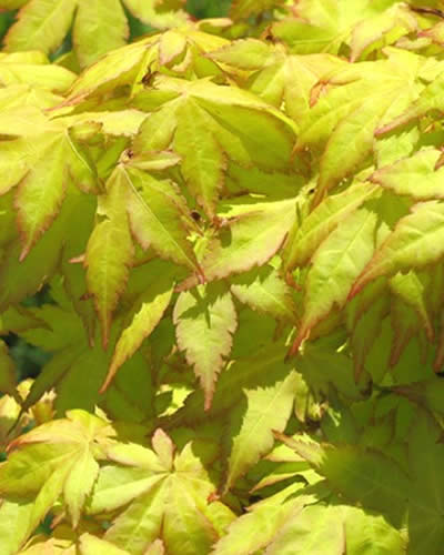 Summer Gold Japanese Maple