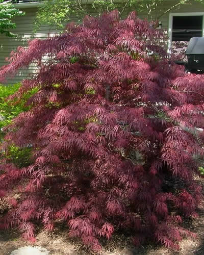 Tamukeyama Japanese Maple