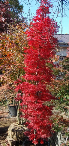 Tsukasa Silhouette Japanese Maple fall color