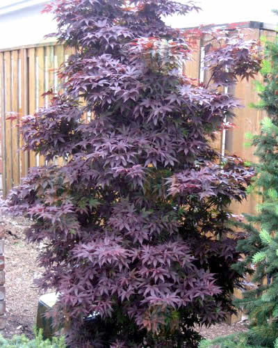 Twombley's Red Sentinel Japanese Maple