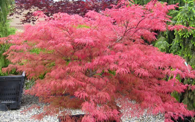 Watnong Japanese Maple fall color