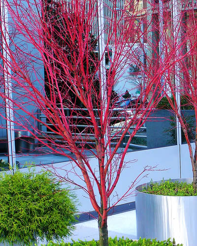 Winter Flame Japanese Maple