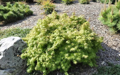 Yuri Hime Sport Dwarf Japanese Maple