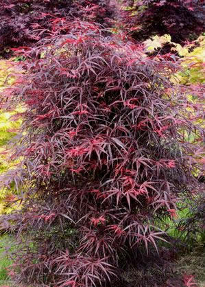 Hubbs Red Willow Japanese Maple