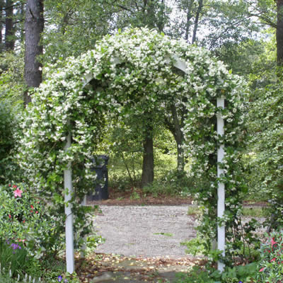 Confederate Jasmine